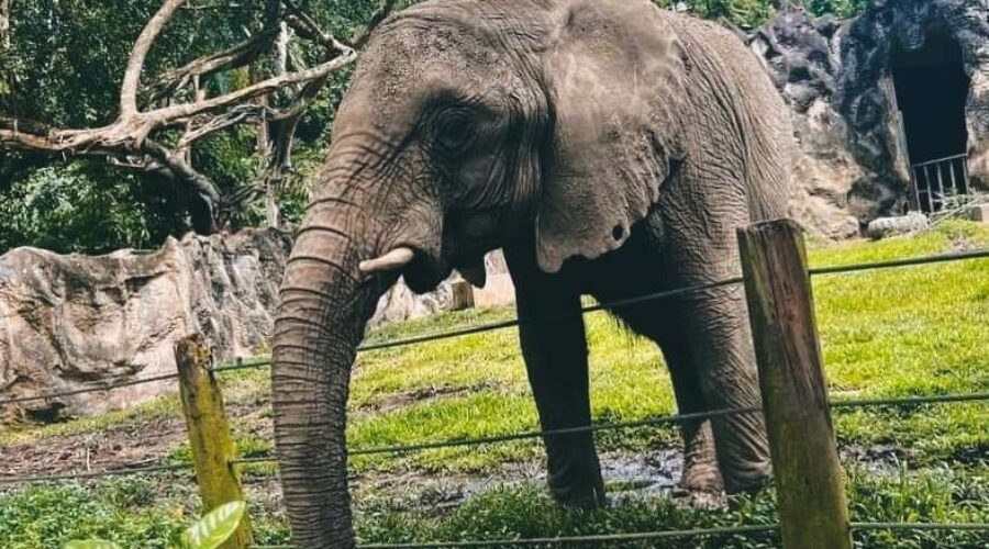 Proceso de traslado de elefanta y otros animales hacia santuarios en Estados Unidos se retrasa