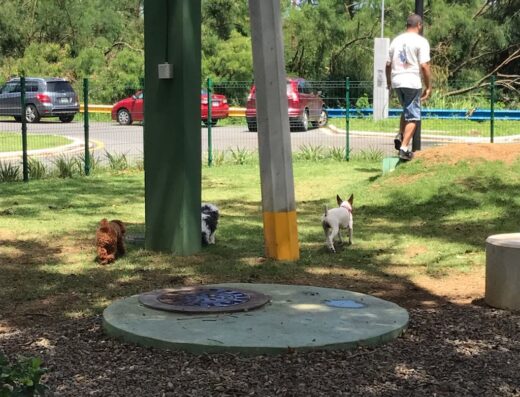 Doggie Park