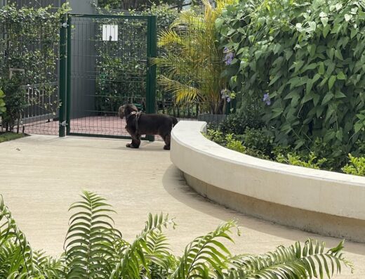 Ciudadela Dog Park