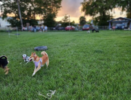 University Villa Park – Grassroots Dog Park