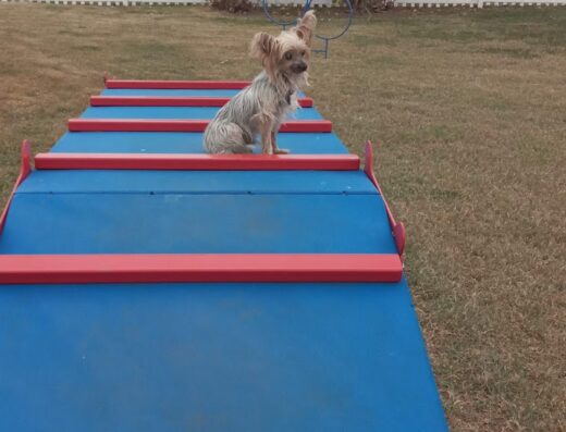 Arecibo Dog Park