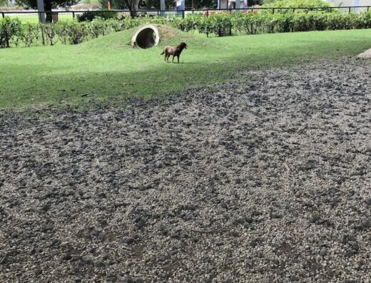 Dog Park