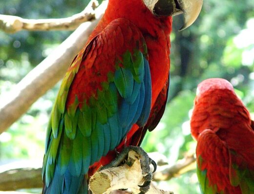 Zoológico de Mayagüez