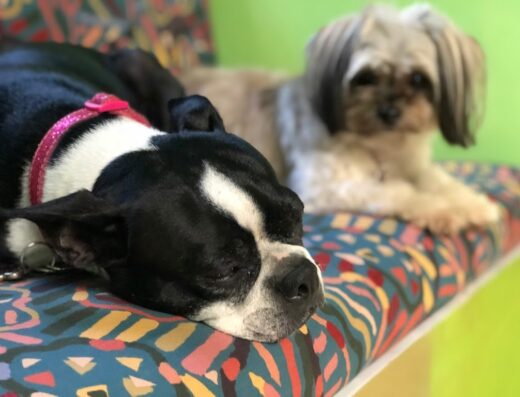 NovoPet | Dog Hotel