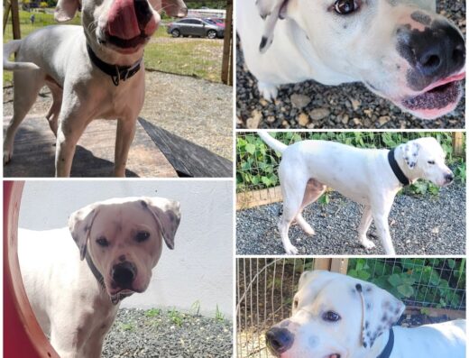 Paradise Pet Resort and Boutique