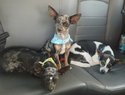 Bubu’s Grooming & Dog Hotel