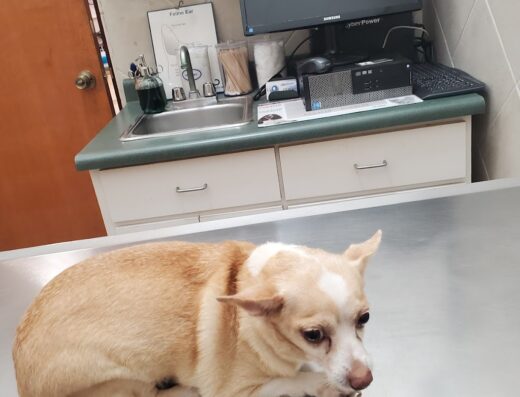 Hospital Veterinario Vistamar