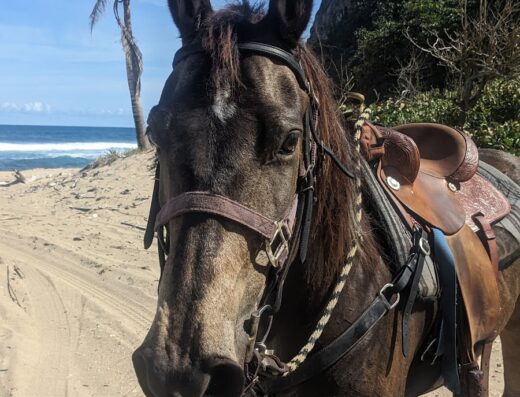 Barefoot Riding Tours