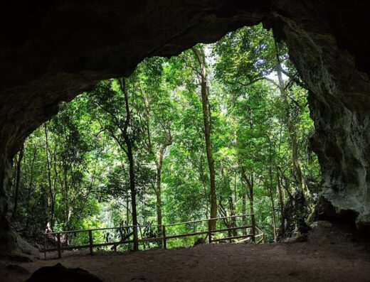Bosque Estatal de Río Abajo