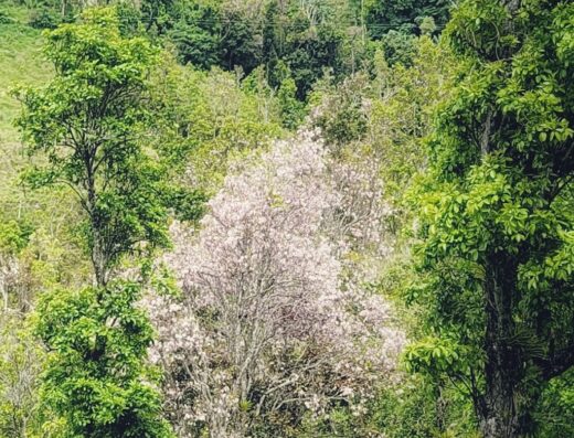Reserva Natural La Robleda