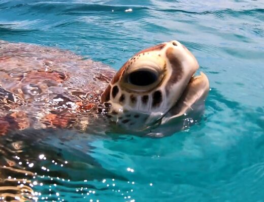 Pure Adventure, Snorkeling and Diving Center
