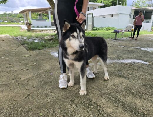 Del Guatu Dog Training and Pet Boarding