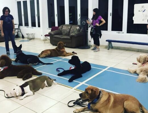 Caribbean Canine Academy