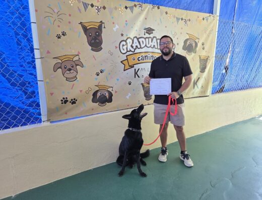 K9 and More
