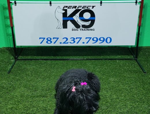 Perfect K9 Dog Training