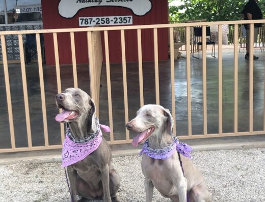 National Dog TRAINING SERVICES