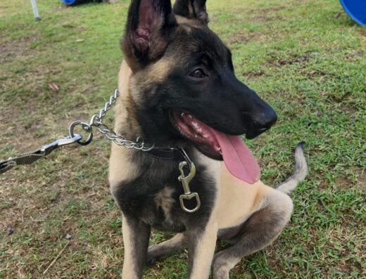 Master K-9 Professional