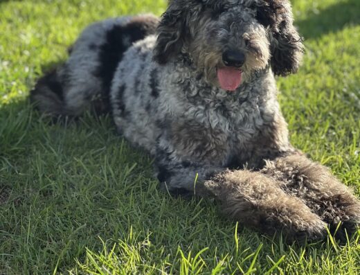 Train Your Dog Academy (TYDA)