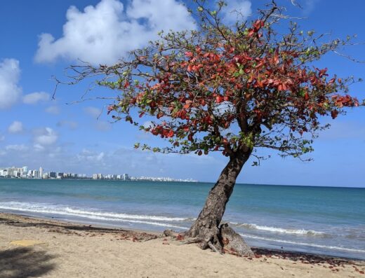 Carolina Public Beach