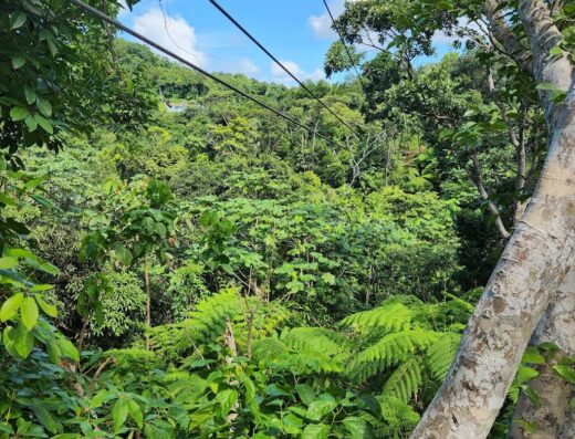 El Yunque Rainforest Corcovado Adventure Zipline Park