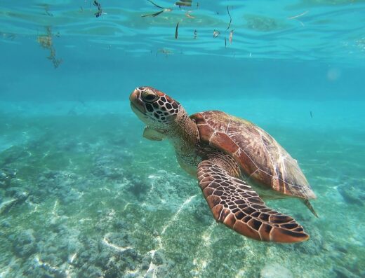 Paradise Snorkel PR