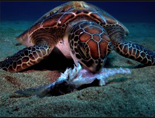 Rincon Diving & Snorkeling
