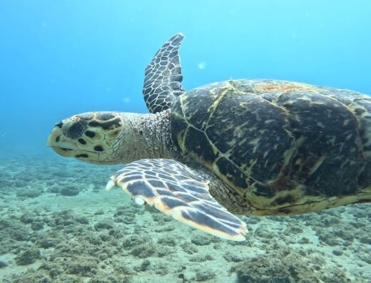 Rincon Diving & Snorkeling