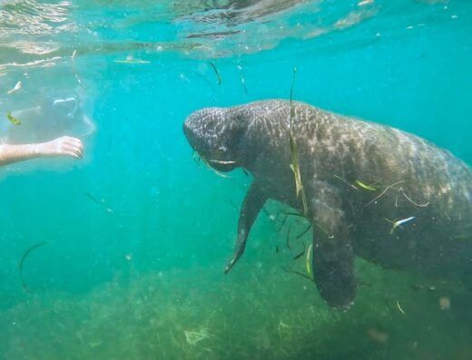 Champion Snorkel