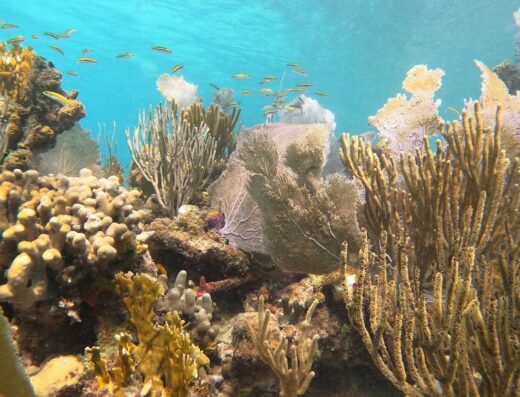 Culebra Snorkel with Locals