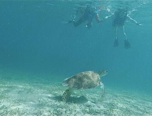 Culebra Snorkel with Locals