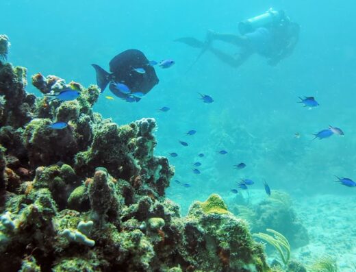 Sea Ventures Pro Dive Centers