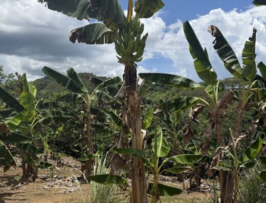 Hacienda La Tradición