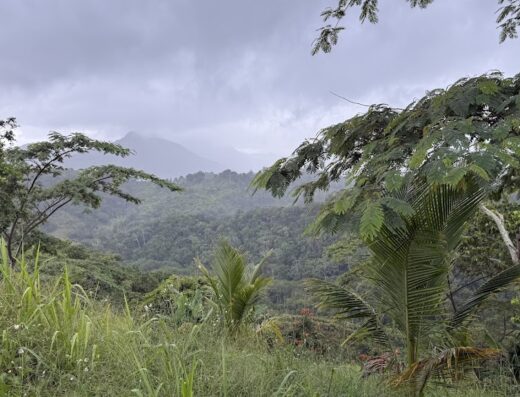 Hacienda Iluminada Coffee Farm