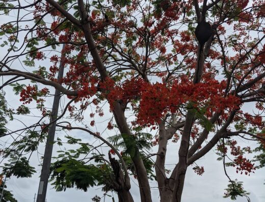 Abe’s Snorkeling & Biobay Tours