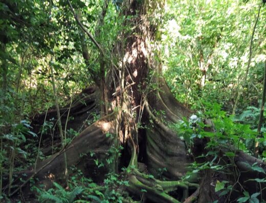 Hacienda Árboles de Vida, Camping, Ecotourism and More