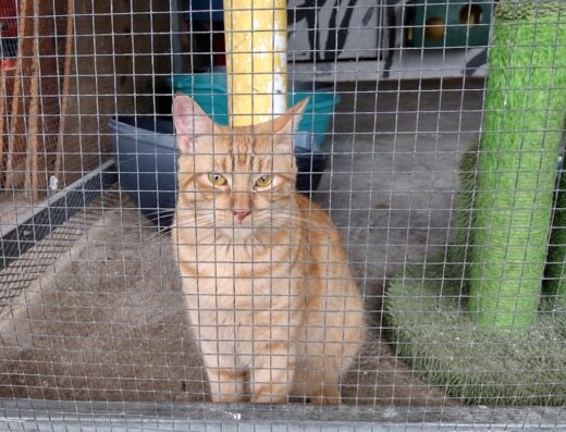 Humane Society of Puerto Rico