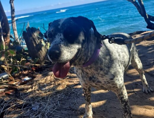 Amigos de los Animales Animal Shelter