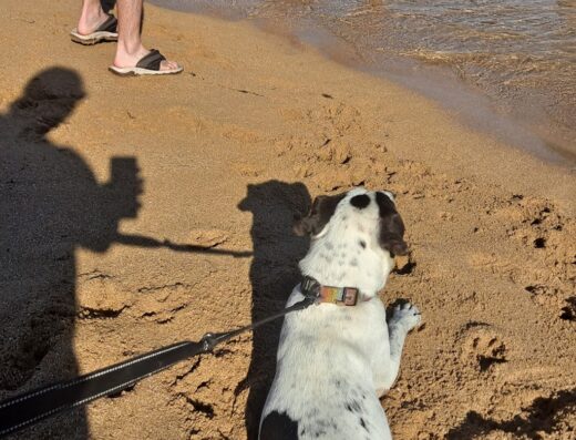 Amigos de los Animales Animal Shelter