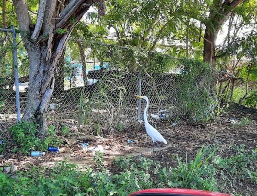 Save A Sato Non Profit Organization