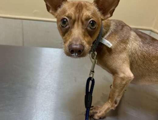 Villa Michelle Albergue De Animales