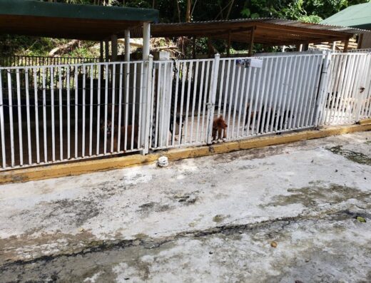 El Faro de los Animales