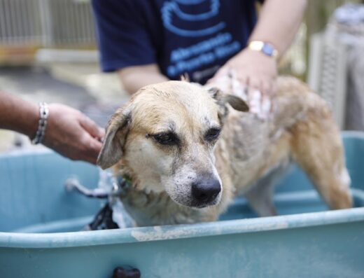 El Faro de los Animales