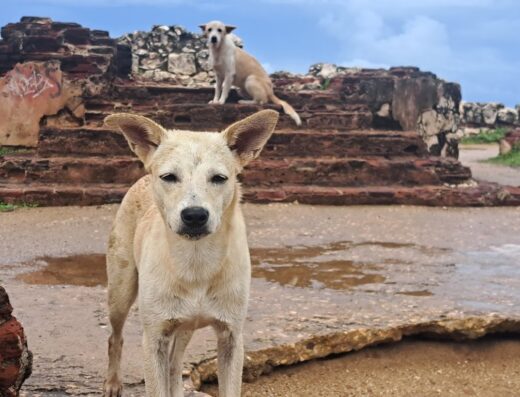 Defensa Animal de Puerto Rico