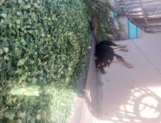 Defensa Animal de Puerto Rico