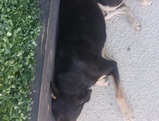 Defensa Animal de Puerto Rico