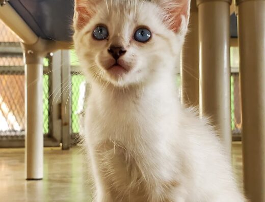 Municipio Autónomo de Ponce