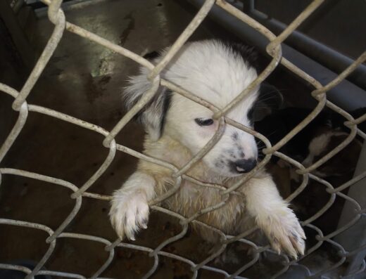 Municipio Autónomo de Ponce