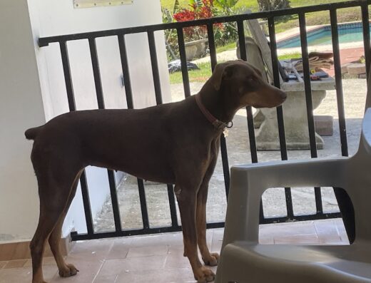 Guaynabo County Animal Shelter