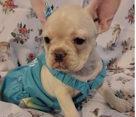 Guaynabo County Animal Shelter