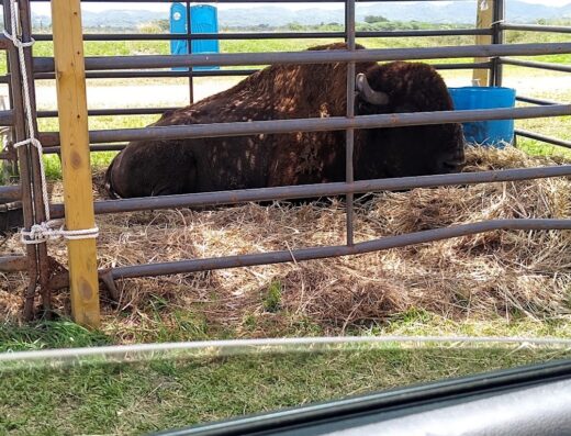 Feria Agrícola Nacional Del Valle De Lajas